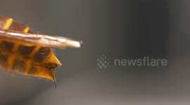 Entire Body of Red Paper Wasp