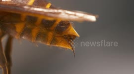 Stinger and Tail of Wasp