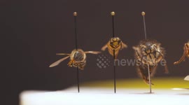 Various Bees and Wasps on Display
