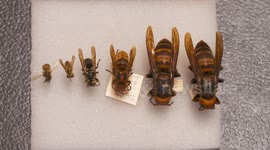 Bees and Wasps on Table