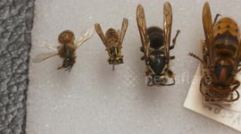 Bees and Wasps, Smallest to Largest
