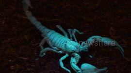 Emperor scorpion glows in the dark in close-up footage