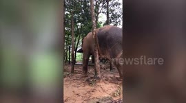 Elephant scratches an itch in comical fashion