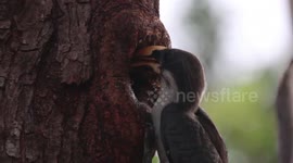 Male grey Hornbills collect food and feed it to female birds inside cavity nest in Sri Lanka
