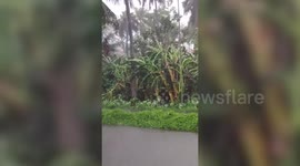 Trees shake as Cyclone Amphan smashes into India this afternoon