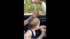 Cheeky baby eats handful of animal food while on safari in US