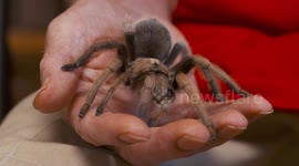 Rose Hair Tarantula in Hand