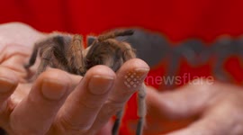 Rose Hair Tarantula Crawling From Hand to Hand