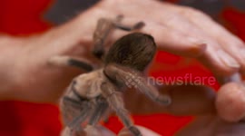 Rose Hair Tarantula Crawling on Hands