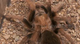 Rose Hair Tarantula on Gravelly Surface