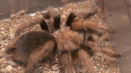 Rose Hair Tarantula in Glass Terrarium