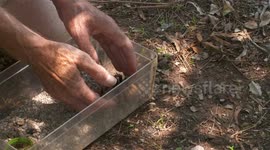 Placing Rose Hair Tarantula Outside