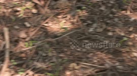 Rose Hair Tarantula on Outside Ground