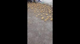 The man calls thousands of ducklings wakes up every day