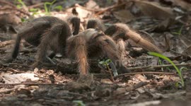 Rose Hair Tarantula Outdoors