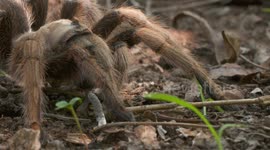 Head and Front Legs of Rose Hair Tarantula