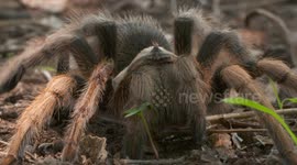 Rose Hair Tarantula Crawling Towards Camera