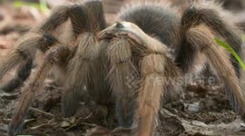 Rose Hair Tarantula Crouching on Ground