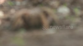 Rack Focus on Rose Hair Tarantula