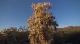 Cholla Cactus in Sunlight