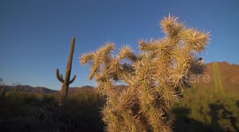 Side of Cholla Cactus