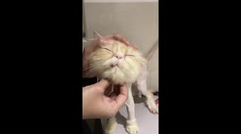 Adorable stray kitten loves being pampered at cat spa in Malaysia