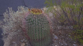 Hedgehog Cactus With Pink Spines and Yellow Top