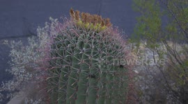 Echinocereus Cactus With Pink Spines