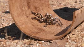 Striped Knee Tarantula on Wooden Tube