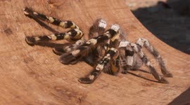Striped Knee Tarantula on Board