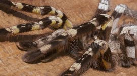 Head of Striped Knee Tarantula