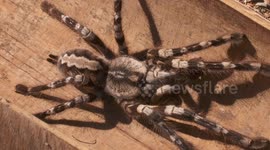 Striped Knee Tarantula on Wooden Table