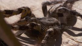 Striped Knee Tarantula Crawling Closer to Camera