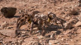 Striped Knee Tarantula Crawling on Rocky Ground
