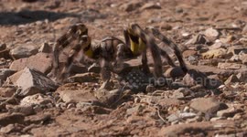Striped Knee Tarantula Running Towards Camera