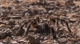 Striped Knee Tarantula Walking Over Rocks