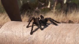 Striped Knee Tarantula On Top of Wooden Tube