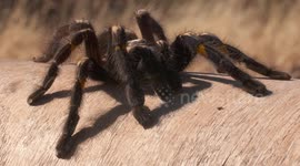 Striped Knee Tarantula on Wood