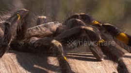 Striped Knee Tarantula Walking Backwards