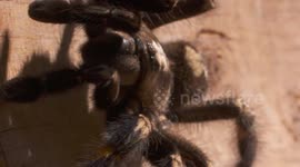 Striped Knee Tarantula Walking Edge of Board