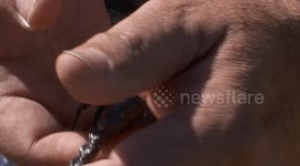 Emperor Scorpion Walking on Hands