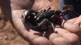 Emperor Scorpion Sitting on Hand