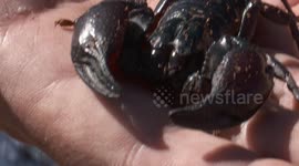Emperor Scorpion in Person's Hand