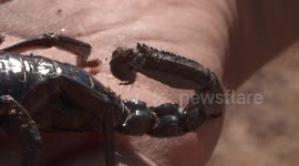Emperor Scorpion Tail and Pincers