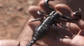 Emperor Scorpion Trying To Walk Off Hand