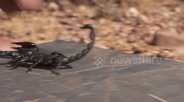 Person Grabs Scorpion From Under Rock