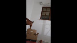 Baby rat not jumping far enough and plopping down