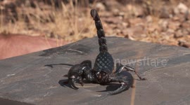 Emperor Scorpion In Attack Mode