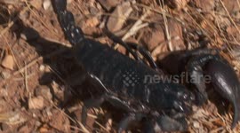 Poking Scorpion Tail