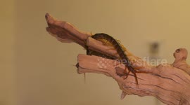Giant Centipede Crawling On Tree Branch